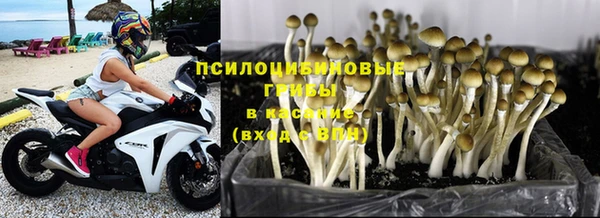 PSILOCYBIN Бородино